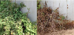 RM43 Concentrated Extended Control Weed Killer