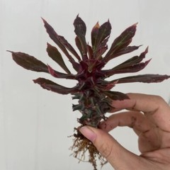 8CM Succulent Cactus Plant Euphorbia Guentheri Euphorbiaceae Home Garden Plant