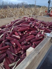 Jimmy Red Corn – Heirloom Dent Corn Seed or For Milling – 1/2 pound Avg 700 Seed