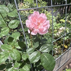 Pink Flowering Rose Live Potted Plant Outdoor Full Sun Shrub 1 Pack