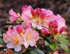 Percy Wiseman Rhododendron~Well Rooted Starter Plant