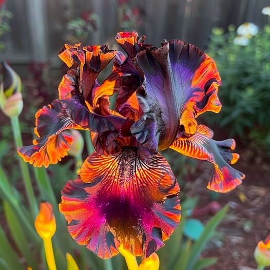 50 Firestorm Iris Flower Seeds Much Less Money Than Bulbs..