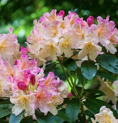 Percy Wiseman Rhododendron~Well Rooted Starter Plant