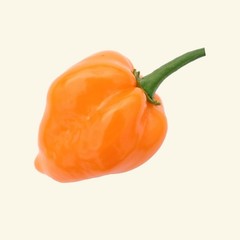 HABANERO ORANGE DEVIL ORANGE 30 SEEDS CHILE 100% GUARANTEED YUCATAN MEXICO