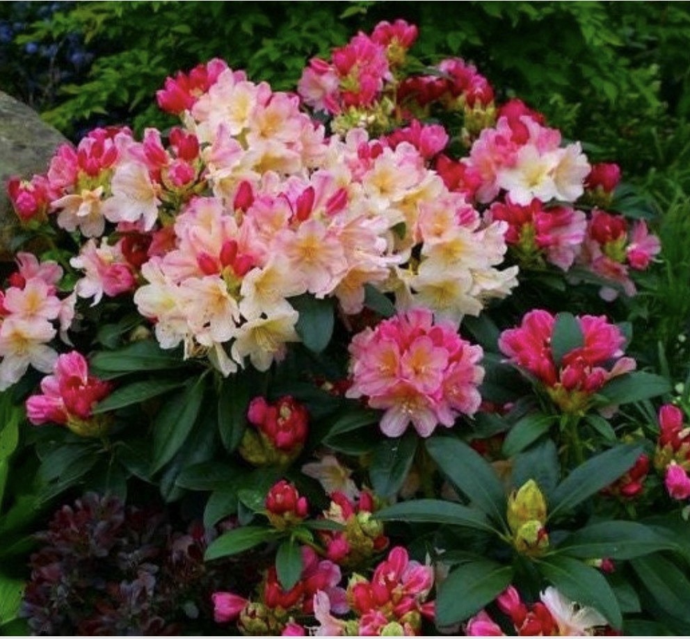 Percy Wiseman Rhododendron~Well Rooted Starter Plant