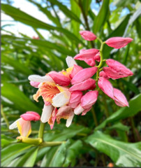 2 Pink Perfection Shell Ginger rhizomes, Alpinia hainanensis, Free Shipping!