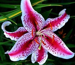 50 Lily Flower Seeds Much Less Money Than Bulbs
