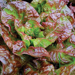500+ LETTUCE SEEDS — PRIZEHEAD —- LEAF — NON GMO — ORGANIC —- FRESH