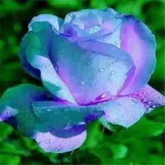 20 EXOTIC RARE ROSE SEEDS home garden flower plant bush diy sun Rosas hybrid tea