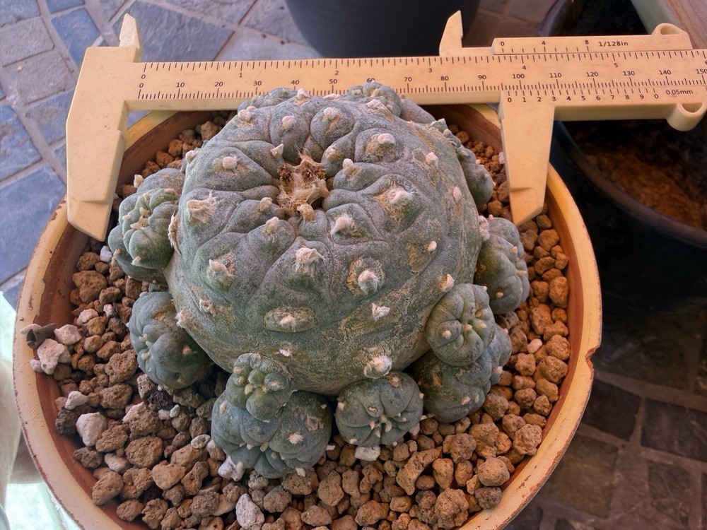 RareSucculent 15 Years Seeding Plant 4”Dia. In A 5”Pot..huge tapper Root.[2]