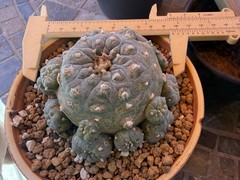 RareSucculent 15 Years Seeding Plant 4”Dia. In A 5”Pot..huge tapper Root.[2]
