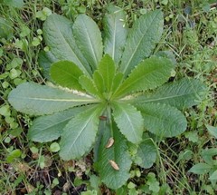 25+ Wild Lettuce Seeds (Lactuca virosa) Packed for 2022 Free Shipping