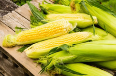 500+ Sweet Golden Bantam Corn Seeds – Heirloom – Organic – NON GMO ——- FRESH