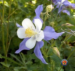 Blue Rocky Mountain Columbine (Aquilegia caerulea). 50 Seeds. Free Shipping!