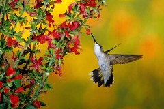 400 SCARLET SAGE (Lady-In-Red / Red Texas Sage) Salvia Coccinea Flower Seeds