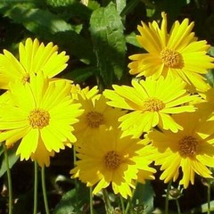 Landscaper’s Pack SHADE Mix Wildflowers Annual Perennial Heirloom 5000 Seeds!