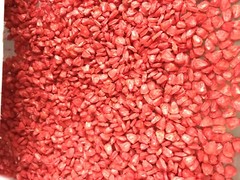 G90 Hybrid Sweet Corn Seed Bicolor Treated 100 Seeds, 1oz. 95% Germ.