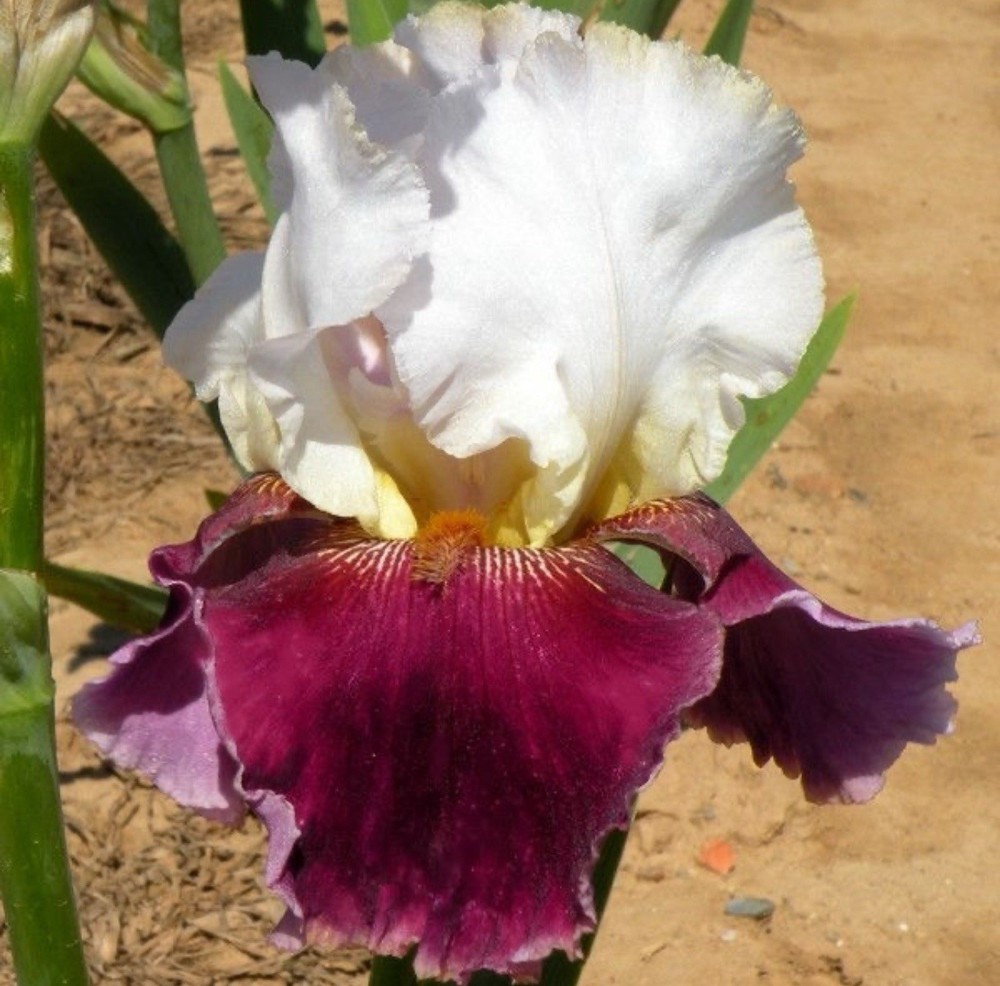 PICK YOUR BEARDED IRIS – CHOOSE FROM 60+ DIFFERENT VARIETIES! BULBS RHIZOMES