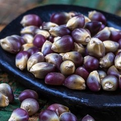50 Purple Corn Seeds – Rare Deep Violet Variety for Unique Garden & Fall Display
