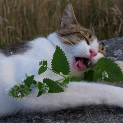 Catnip Seeds | Nepeta Cataria | Heirloom / Non-GMO | Free Shipping | 1164