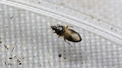 NaturesGoodGuys 500 Orius insidiosis – Minute Pirate Bugs – Thrip Control