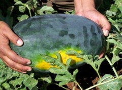 40 Black Diamond Watermelon Seeds- With Bonus! |Organic Non-GMO Heirloom