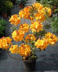 KLONDYKE~~Azalea Rhododendron~Well Rooted Starter Plant~MAY BE DORMANT!