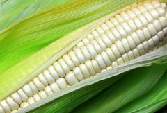 100 Truckers Favorite WHITE SWEET CORN Zea Mays Vegetable Seeds