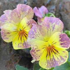 150+ Pansy Seeds (Viola) – Fragrant, Flower Seeds, Annual Seeds, Garden Seeds