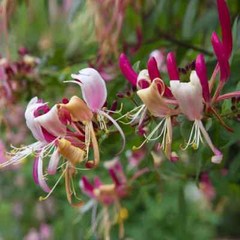 ~~PEACHES & CREAM~~Lonicera periclymenum Honeysuckle Vine~Rooted Starter Plant ~