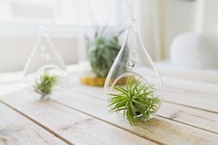12 Pack Ionantha Air Plants-Wholesale Bulk, Tillandsia, Easy Care Indoor/Outdoor