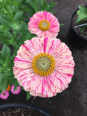 Bon Bon Mix Zinnia Seeds Candy Striped Heirloom Cut Flower Annual
