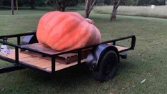 10 Dill’s Atlantic Giant Pumpkin Seeds – Heirloom —- WORLD RECORD — NON GMO