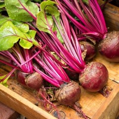 Lutz Green Leaf Red Stem Beet 50 Ct “Winterkeeper” Heirloom NON-GMO US FREE S&H