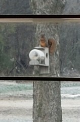 Handmade Cedar Jar Squirrel Feeder Without Jar.