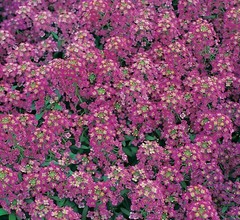 ALYSSUM SEEDS 1500+ ROYAL CARPET purple FLOWER garden ANNUAL bees FREE SHIPPING