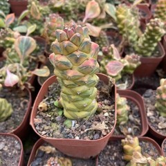 8CM Succulent Cactus Plant Monadenium Ritchiei Nyambense Variegated Cactaceae