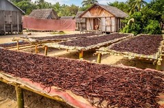 Organic Madagascar Vanilla Beans Whole Extract Grade B Pods for Vanilla Extract