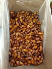5LB ORGANIC PITTED DEGLET NOUR DATES /CERTIFIED ORGANIC/ NON-GMO/VEGAN/KOSHER