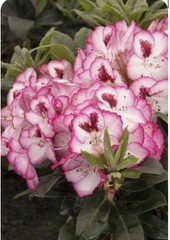 Cherry Cheesecake Rhododendron~Well Rooted Starter Plant