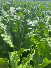 Sugar Beet Seed | Deer Wildlife Food Plot Forage Fall Planting Habitat Root Crop