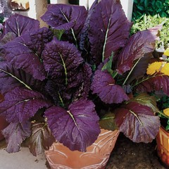 Vegetable Seed Lot $1.99 each 121 Heirloom Varieties For GARDEN/STORAGE non gmo