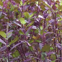 Red Leaf Holy Basil Seeds, NON-GMO, Tulsi, Monk’s Basil, Ayurveda, FREE SHIPPING