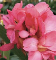 Canna Pink Lily Princess Pink Hawaiian Lot Of (3)Rhizomes Bright Pink Flower