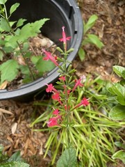 4 ORGANIC PINEAPPLE SAGE/WILD SALVIA PLANTS ATTRACTED HUMMINGBIRD & BUTTERFLY !!