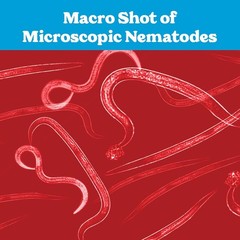Live Beneficial Nematodes Hb+Sc+Sf – Kills over 200 Different Species of Soil Dw