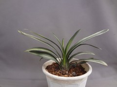 Clivia miniata ‘Echigo-zansetsu’ tricolor variegated [Must read description]
