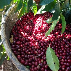 Panama Geisha Coffee Beans Medium Roasted 6 Pounds