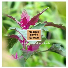 Lambs Quarter Seeds | Super Food | Magenta Spreen | AKA Goosefoot | Will Re-seed