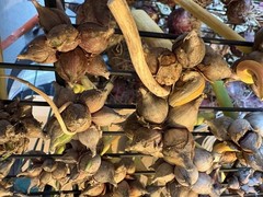 15 Egyptians Walking Onions Winter Perennial Tree Onion Bulbils Seeds